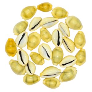 Kodi Shell Pack Of 11 Cowrie Shells - Pili Kodi Original For Diwali Pooja Decoration - Kaudi Shells For Craft (11 Piece)