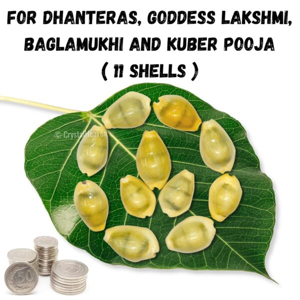 Kodi Shell Pack Of 11 Cowrie Shells - Pili Kodi Original For Diwali Pooja Decoration - Kaudi Shells For Craft (11 Piece)