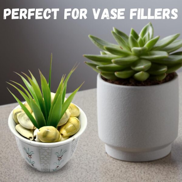 Kodi Shell Pack Of 11 Cowrie Shells - Pili Kodi Original For Diwali Pooja Decoration - Kaudi Shells For Craft (11 Piece)