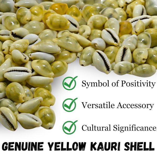 Kodi Shell Pack Of 11 Cowrie Shells - Pili Kodi Original For Diwali Pooja Decoration - Kaudi Shells For Craft (11 Piece)