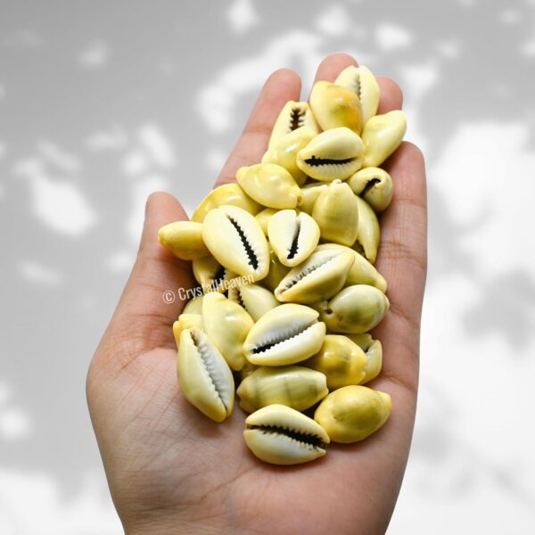 Kodi Shell Pack Of 11 Cowrie Shells - Pili Kodi Original For Diwali Pooja Decoration - Kaudi Shells For Craft (11 Piece)